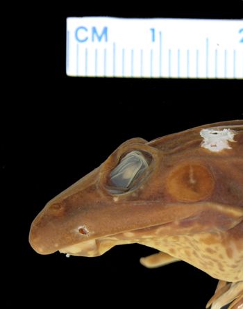 Media type: image; Herpetology A-17715